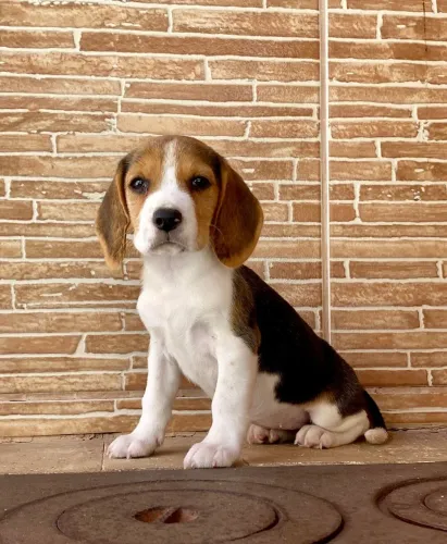 Beagle filhotes 13 polegada a venda