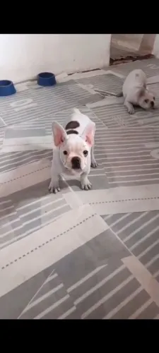 Bulldog francês machos com vacinação completa 