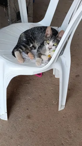 Gatos