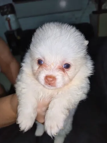 Lulu da Pomerânia machos e fêmeas com genética Merlin, pedigree disponível