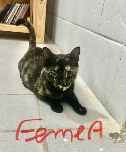 Adoção gatinha adulta castrada 8 meses 