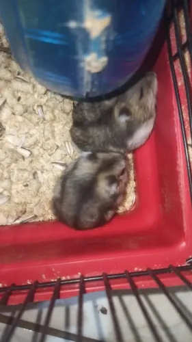 Hamster anão russo