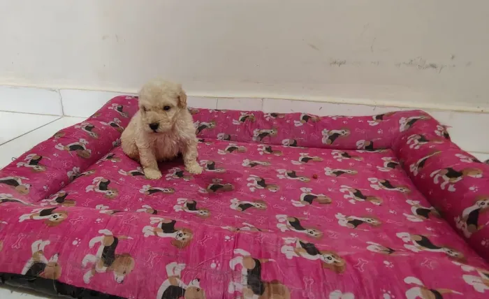 Filhote de Poodle Toy macho