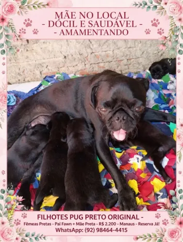 Filhote de cachorro da raça Pug preta