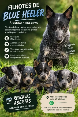 FILHOTES DE BLUE HEELER