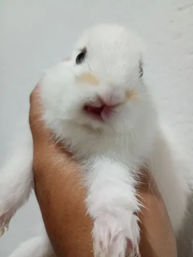 Filhotes de coelhos