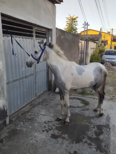 Cavalo pampa d água 