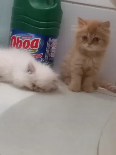 Gatinhos Persa à Venda