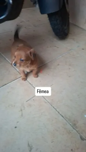 Cachorrinho pra doação
