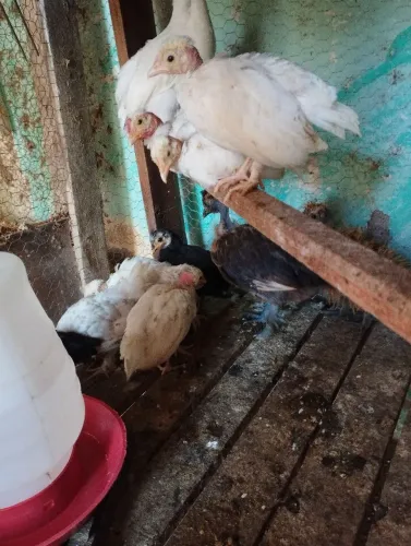 Pintinhos 60 dias Smoot ( cruzamento de sedosa x polaca ) pescoço pelado e garnisés 