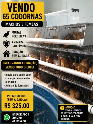 Codornia gigante