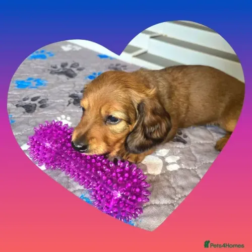 Neném dachshund/teckel/basset/salsicha/cofap brincalhão com saúde em dia
