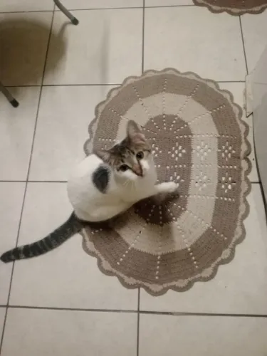 Estou doando minha gata