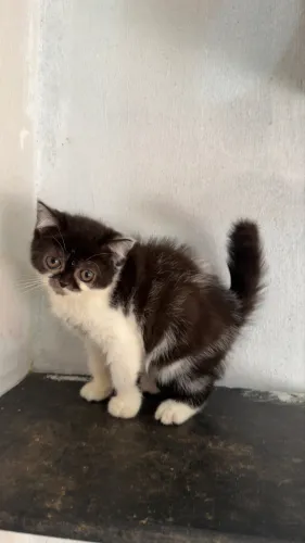 Fêmea de British Shorthair Bicolor