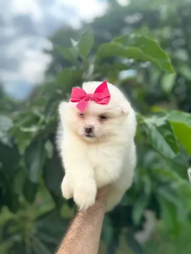 Spitz alemão anão , fêmea e macho a pronta entrega e de alto padrão 