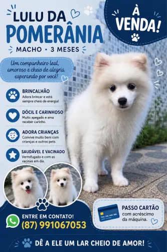 Filhote de sptiz alemão anão