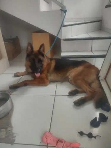 Acasalamento de cães pastor alemão.