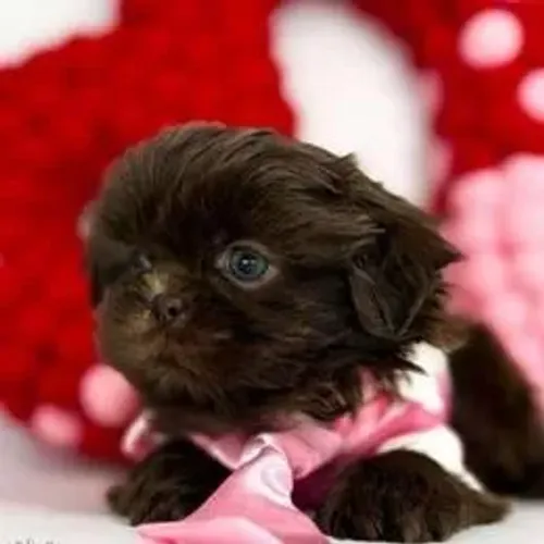 Shih Tzu,Shih Tzu Filhote Saudável Excelente Companhia
