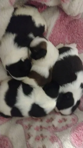 Lindos filhotes de Shitzu machos e fêmea 