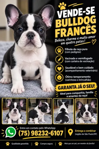 Vende-se filhotes bulldog francês