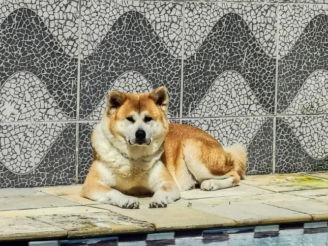Filhotes da Raça Akita Inu