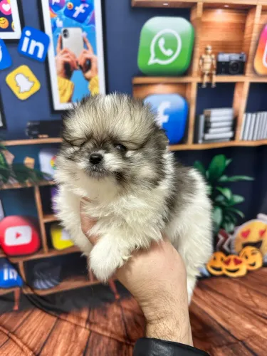 Lulu da pomerania