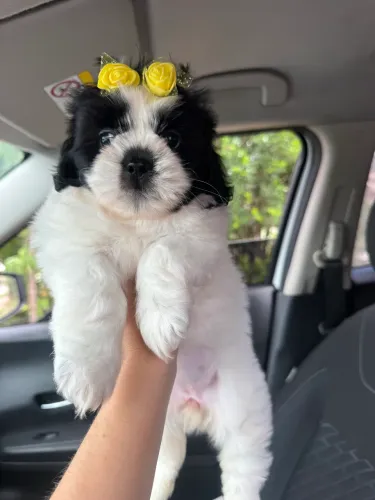 Shih tzu fêmea mini pandinha linhagem totalmente pura