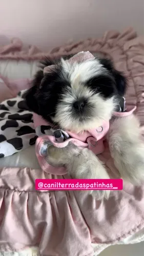 Filhote de shihtzu fêmea