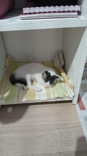 ADOÇÃO RESPONSÁVEL GATOS