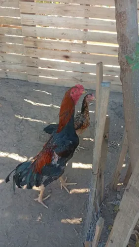 Galo Shamo
