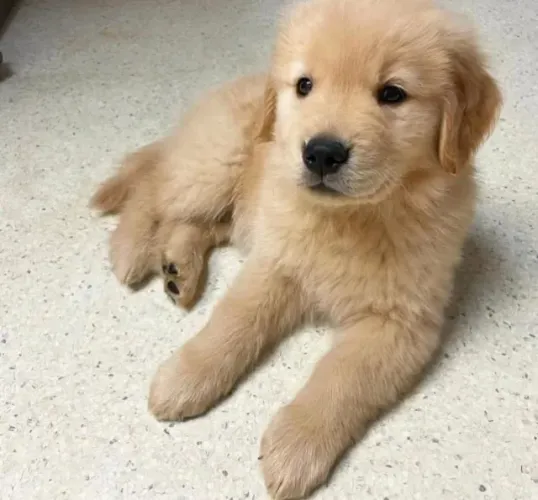 Filhotes de Golden Retriever | Amor puro e sincero!