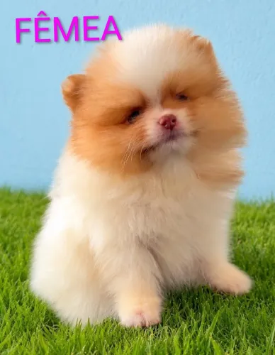Lulu da Pomerânia Spitz alemão 