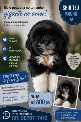 Shih Tzu macho Disponível para um Novo Lar! ?