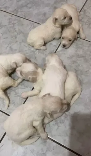 Shih tzu fêmeas e machos 