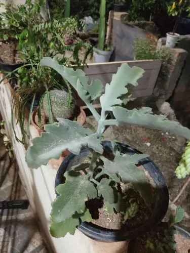 Plantas preço baixo