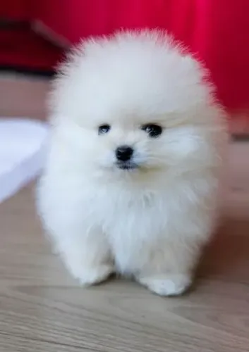 Spitz alemão Seu próximo melhor amigo pode estar mais perto do que imagina
