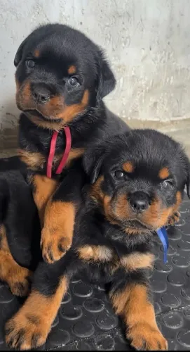Filhotes Rottwailer 
