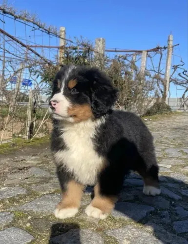 Bernese Mountaing Dog
