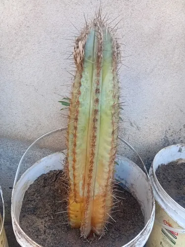 Cacto azul