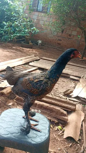 Franga F1 índio gigante x Brahma Darck