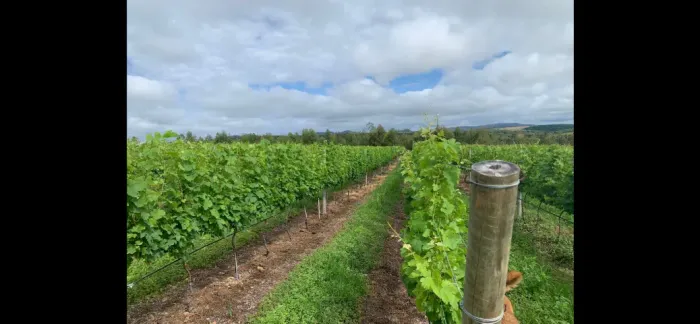 Chácara com Vinhedo em Cocalzinho de Goiás