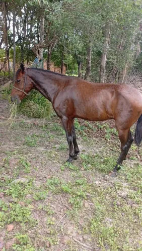 Cavalo de boi na moita , 7 anos , já castrado 