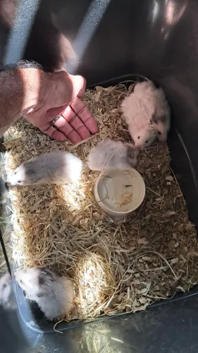 Hamster Sírio fofos