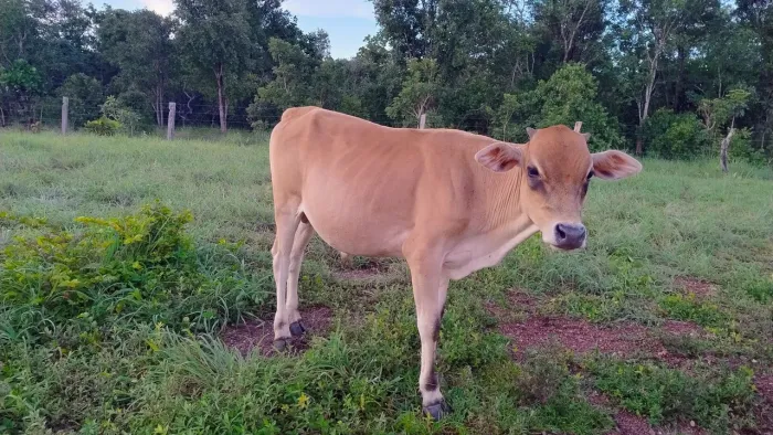 Casal de Curraleiro- CPD
