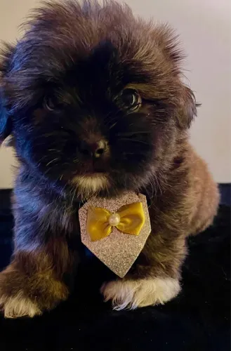 Filhote lhasa apso 