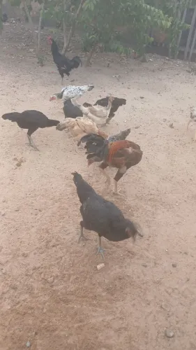 Vende-se galinhas caipira 