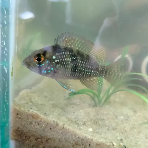 Geophagus Brasiliensis GREEN