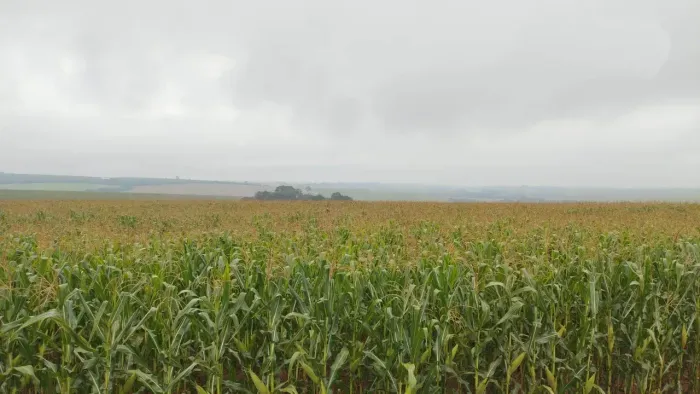 Fazenda a venda no PR. Noroeste.