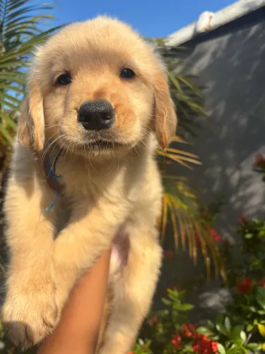 Personalidade única Golden Retriever Peludos 