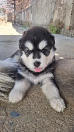 Husky Siberiano Filhote